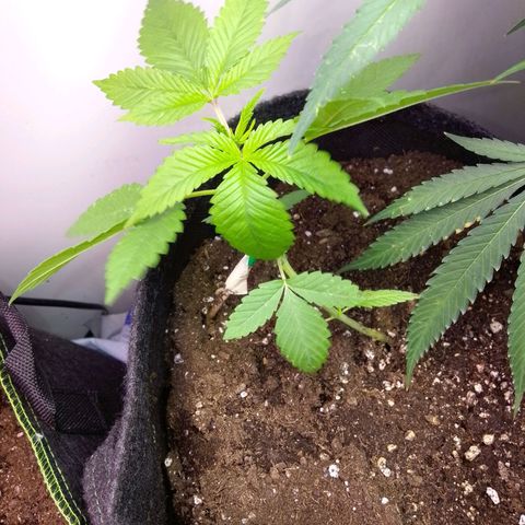 Grandmommy Purple growlog timeline photo