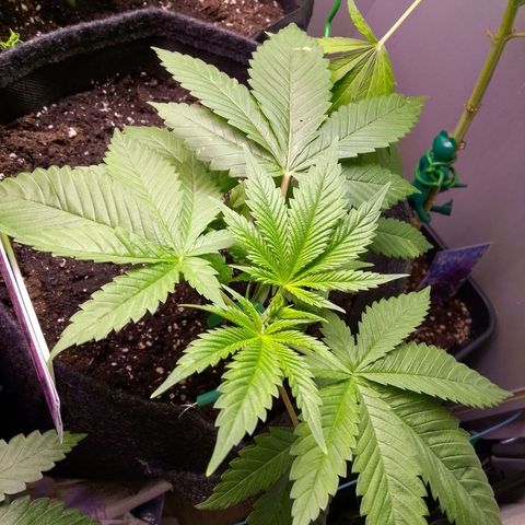 Grandmommy Purple growlog timeline photo