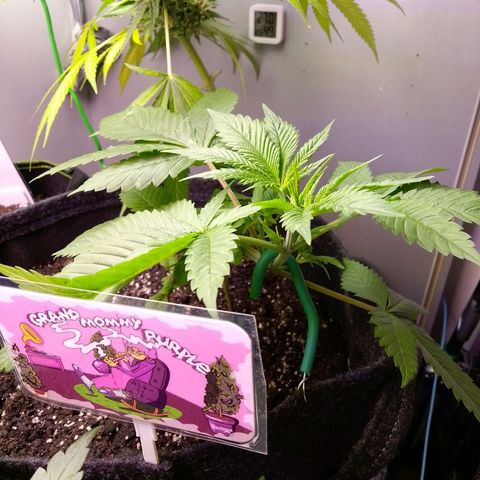 Grandmommy Purple growlog timeline photo