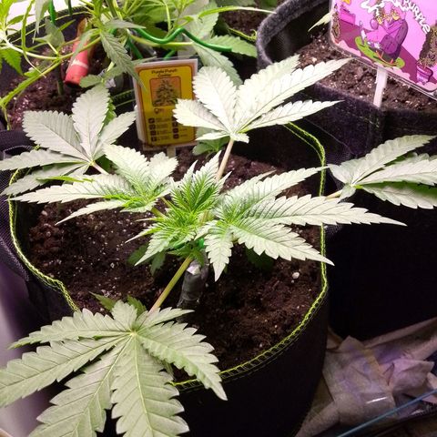 PPC growlog timeline photo