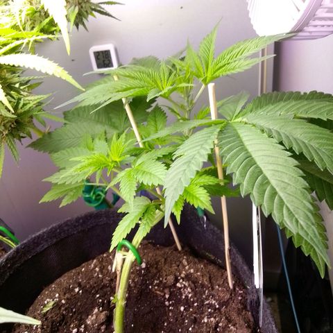 Grandmommy Purple growlog timeline photo