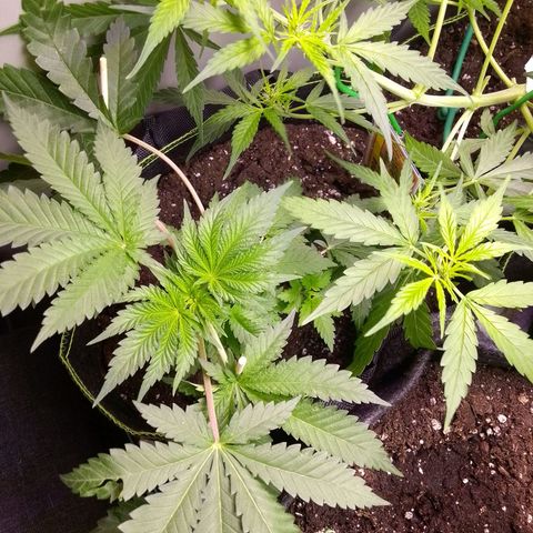 PPC growlog timeline photo