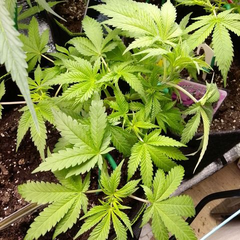 PPC growlog timeline photo