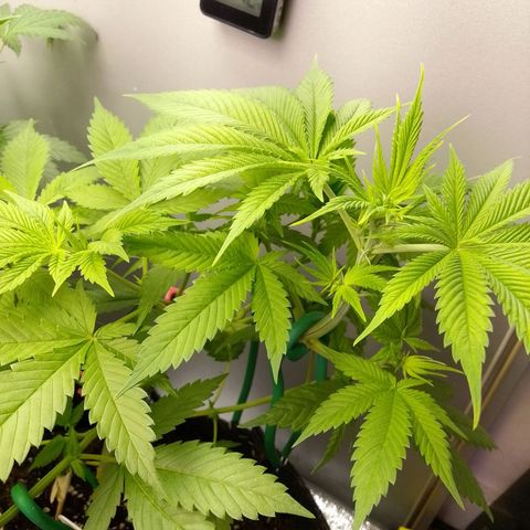 Grandmommy Purple growlog timeline photo