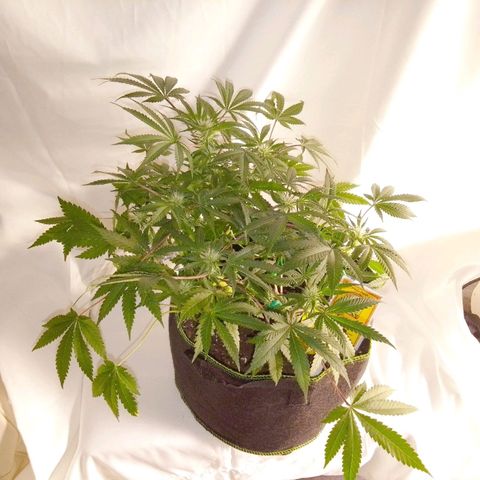 Grandmommy Purple growlog timeline photo