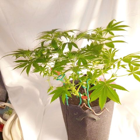 Grandmommy Purple growlog timeline photo
