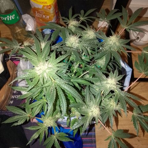 PPC growlog timeline photo