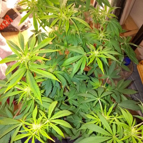 Grandmommy Purple growlog timeline photo