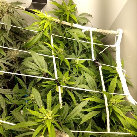 Grandmommy Purple growlog timeline photo