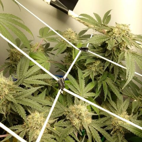 PPC growlog timeline photo