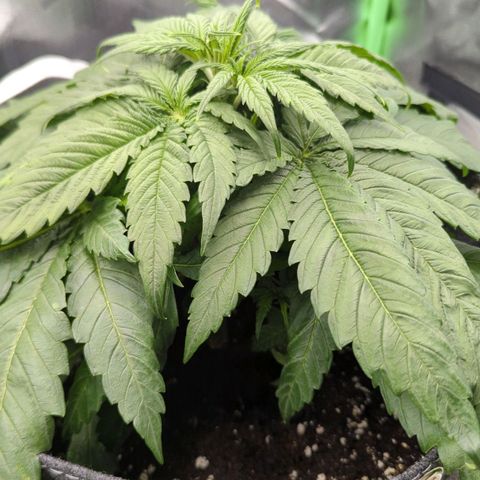 Northern Lights growlog timeline photo