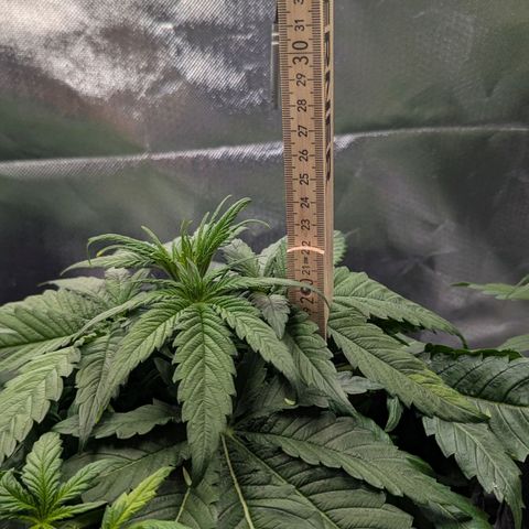Northern Lights growlog timeline photo