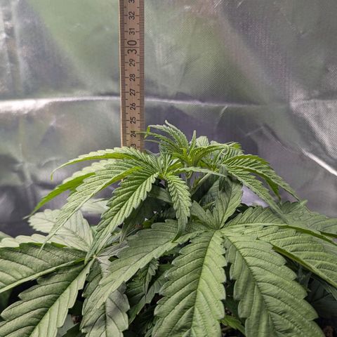 Choco Haze growlog timeline photo