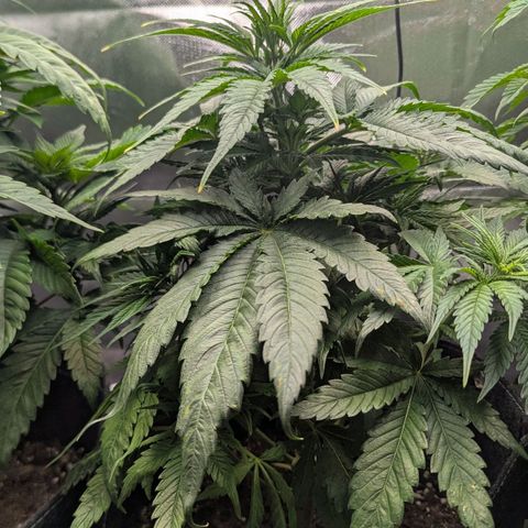 Northern Lights growlog timeline photo