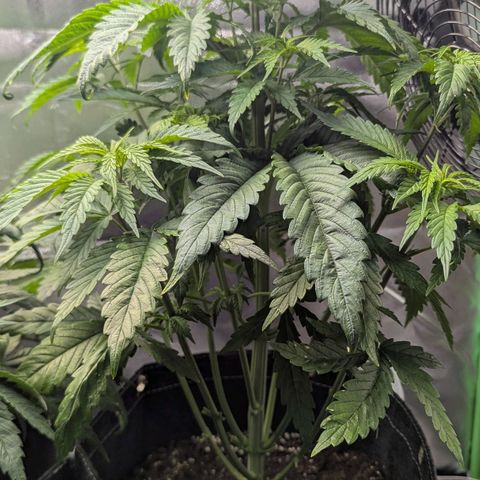 Choco Haze growlog timeline photo