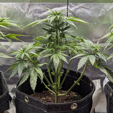 Northern Lights growlog timeline photo