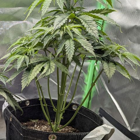 Choco Haze growlog timeline photo