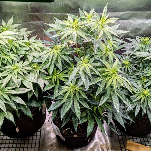 Northern Lights growlog timeline photo