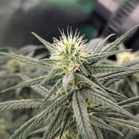 Choco Haze growlog timeline photo