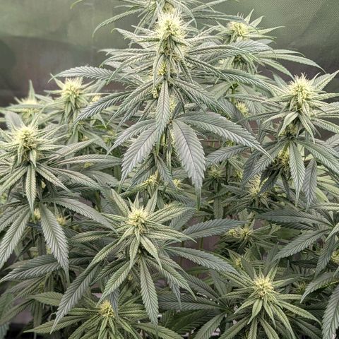 Choco Haze growlog timeline photo