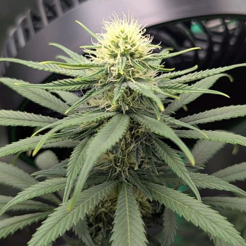 Northern Lights growlog timeline photo