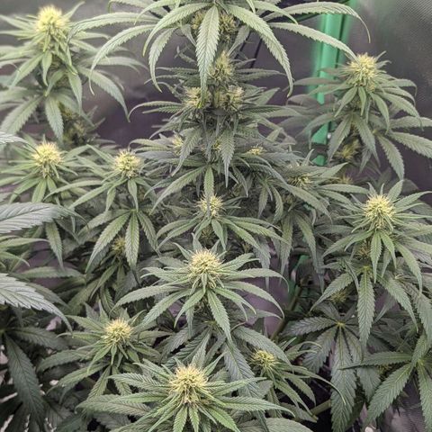 Northern Lights growlog timeline photo