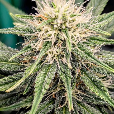Northern Lights growlog timeline photo