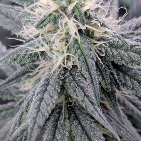 Choco Haze growlog timeline photo