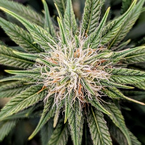 Northern Lights growlog timeline photo