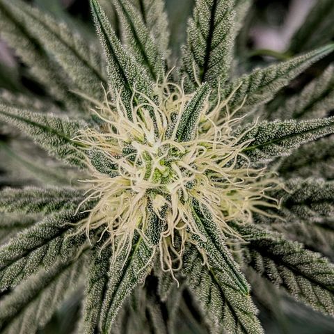 Choco Haze growlog timeline photo