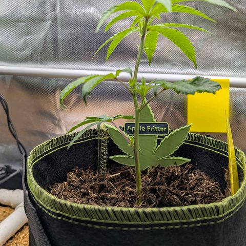 Apple Fritter Lumpy's Cut growlog timeline photo