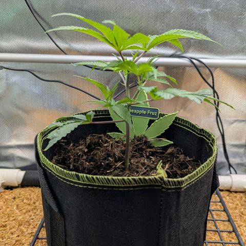 Pineapple Fruz growlog timeline photo