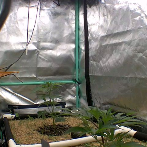 Pineapple Fruz growlog timeline photo