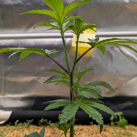 Pineapple Fruz growlog timeline photo
