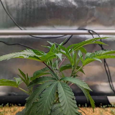 Pineapple Fruz growlog timeline photo