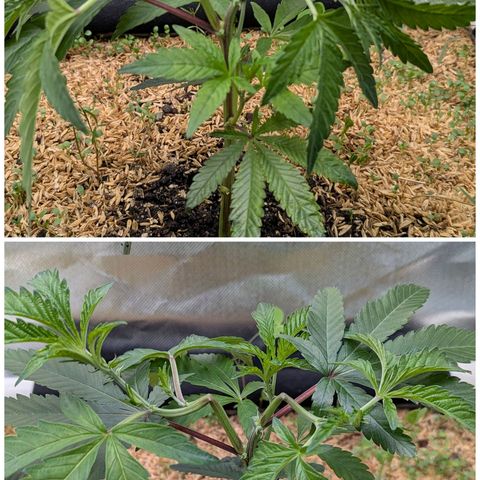 Apple Fritter Lumpy's Cut growlog timeline photo