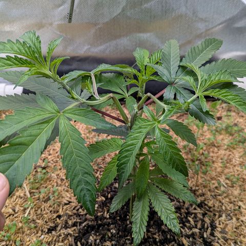 Apple Fritter Lumpy's Cut growlog timeline photo