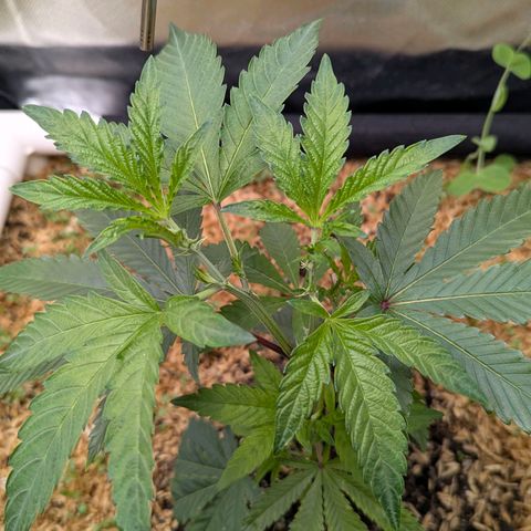Pineapple Fruz growlog timeline photo