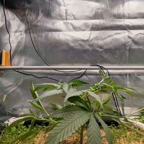 Pineapple Fruz growlog timeline photo