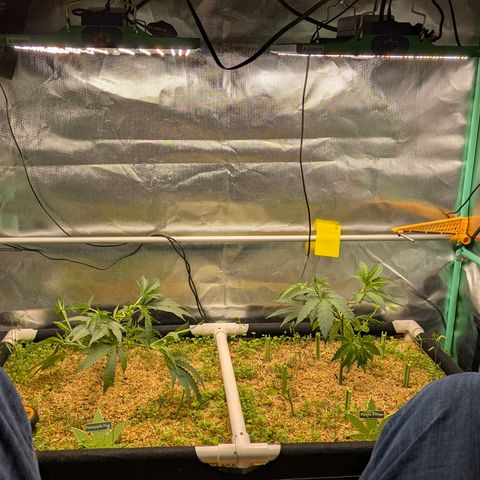 Apple Fritter Lumpy's Cut growlog timeline photo