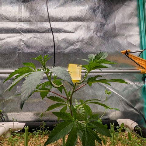 Apple Fritter Lumpy's Cut growlog timeline photo