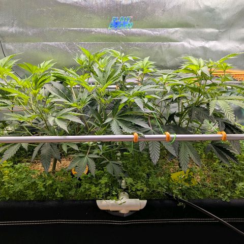 Pineapple Fruz growlog timeline photo