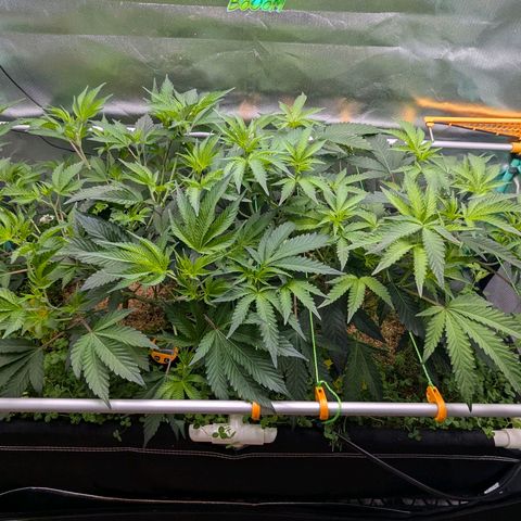 Pineapple Fruz growlog timeline photo