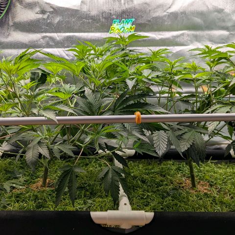 Pineapple Fruz growlog timeline photo