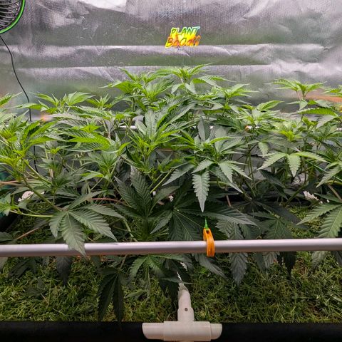Pineapple Fruz growlog timeline photo