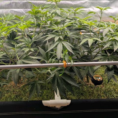 Pineapple Fruz growlog timeline photo