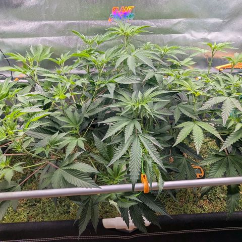 Pineapple Fruz growlog timeline photo