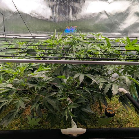 Pineapple Fruz growlog photo: Scrog netz