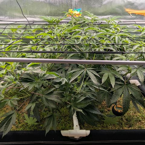 Pineapple Fruz growlog timeline photo