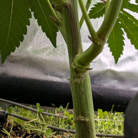 Pineapple Fruz growlog timeline photo